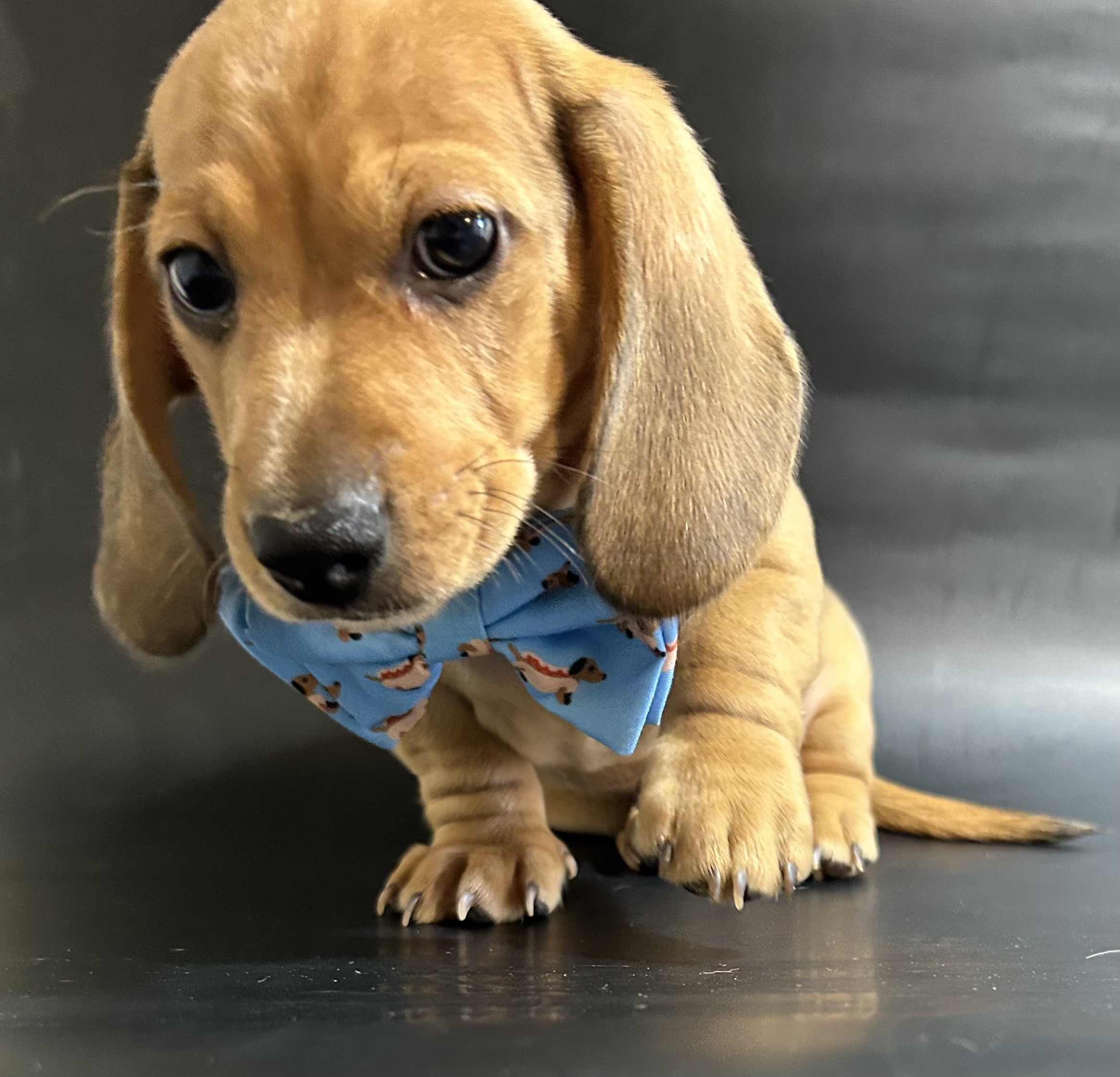 AKC male shaded cream dapple