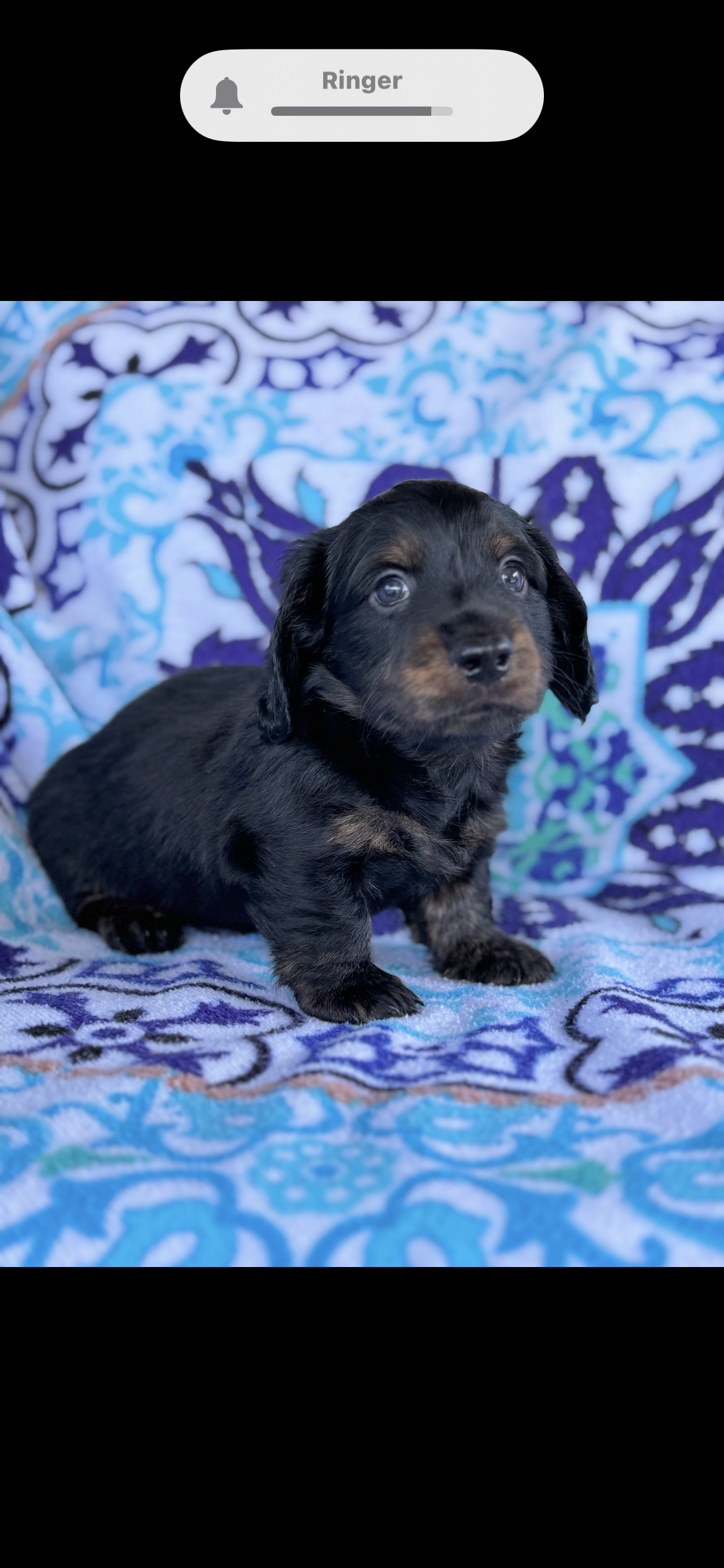 Longhaired black and tan male mini dachshund 
