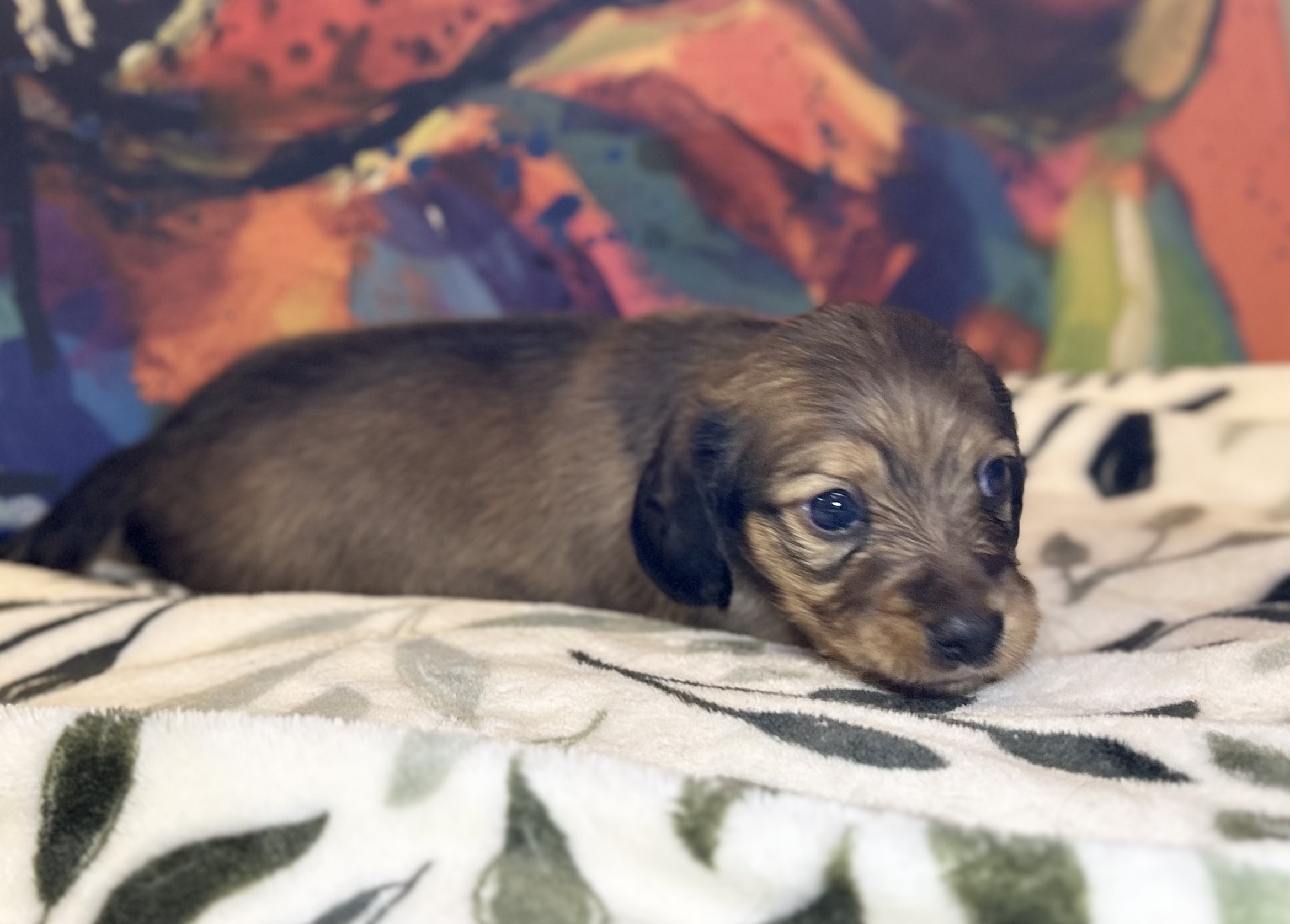 Longhaired black and tan female mini dachshund