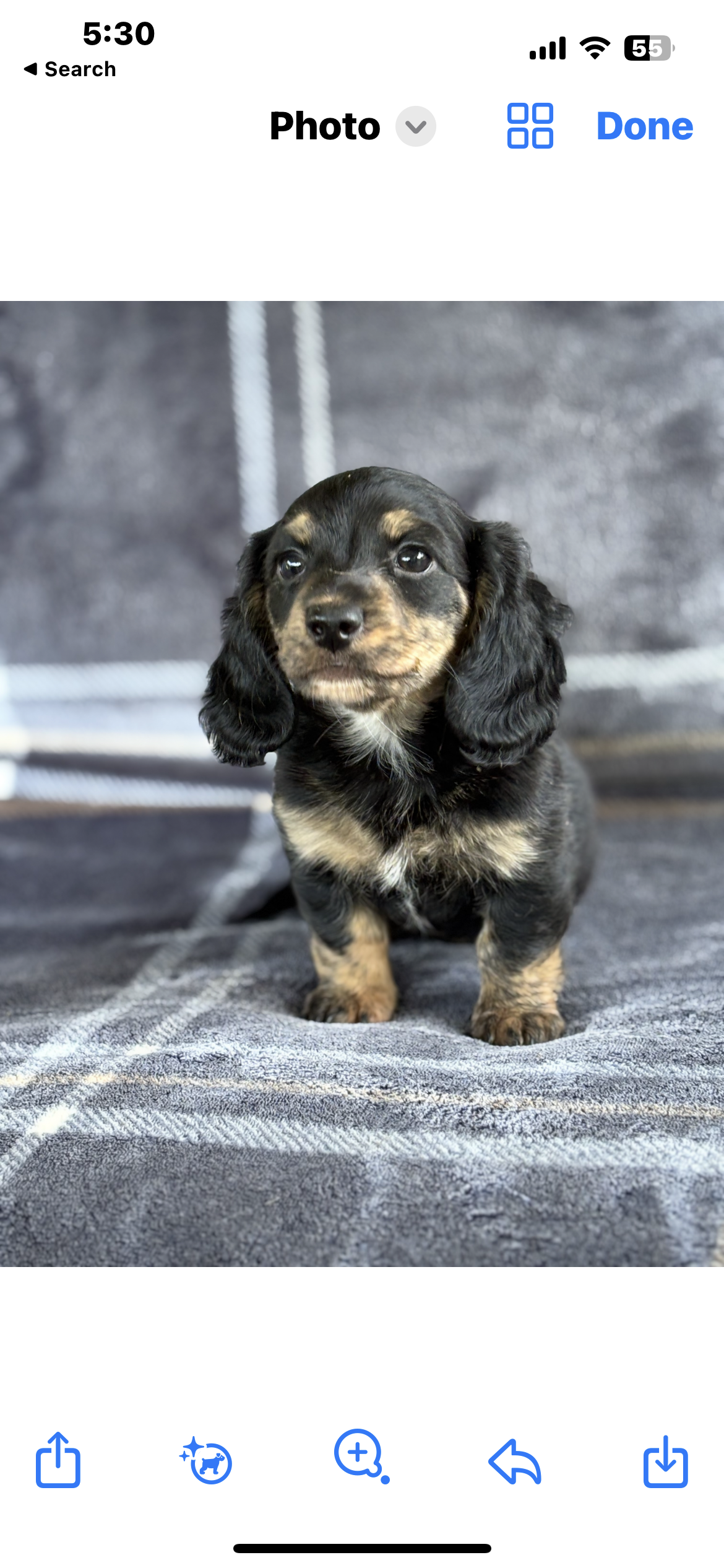 Longhaired black and tan female mini dachshund 