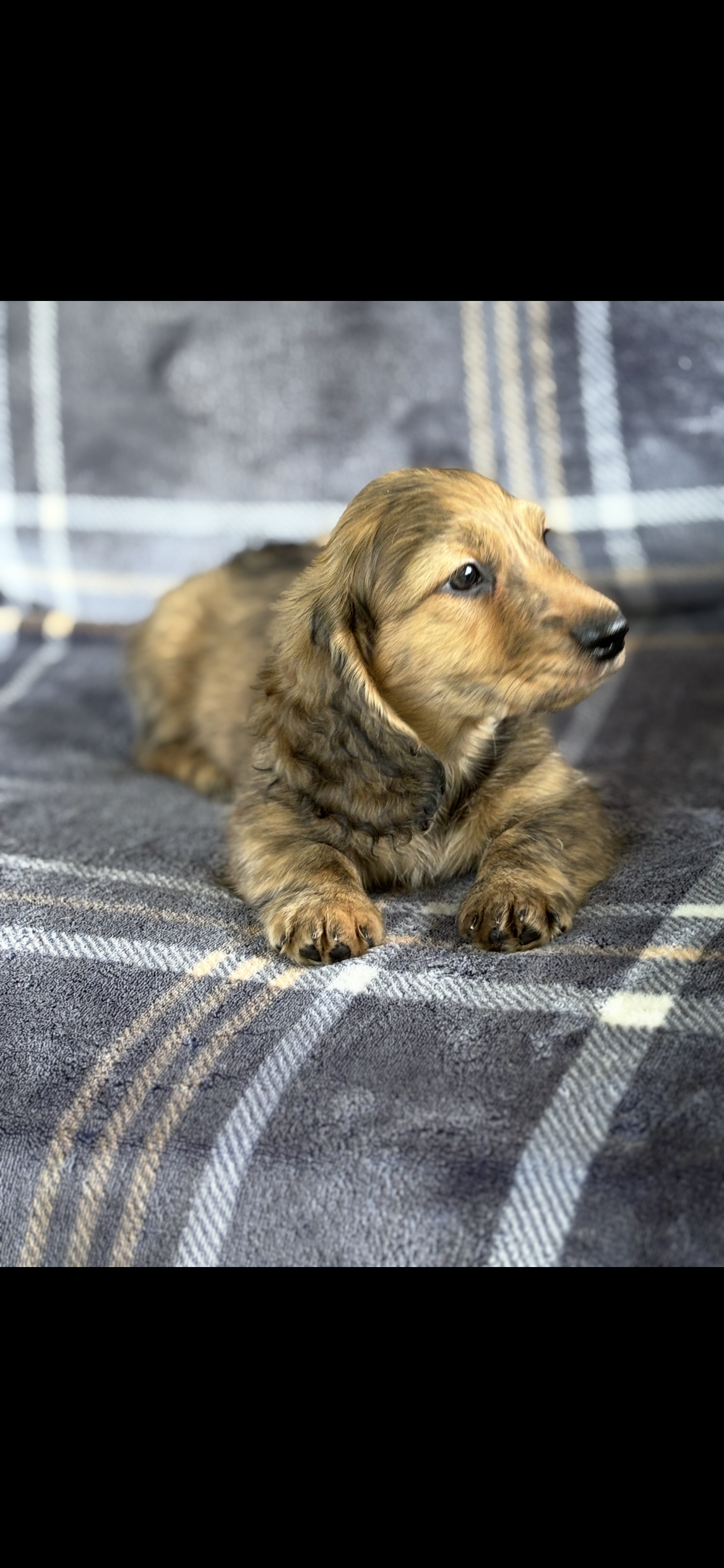 Longhaired red brindle male