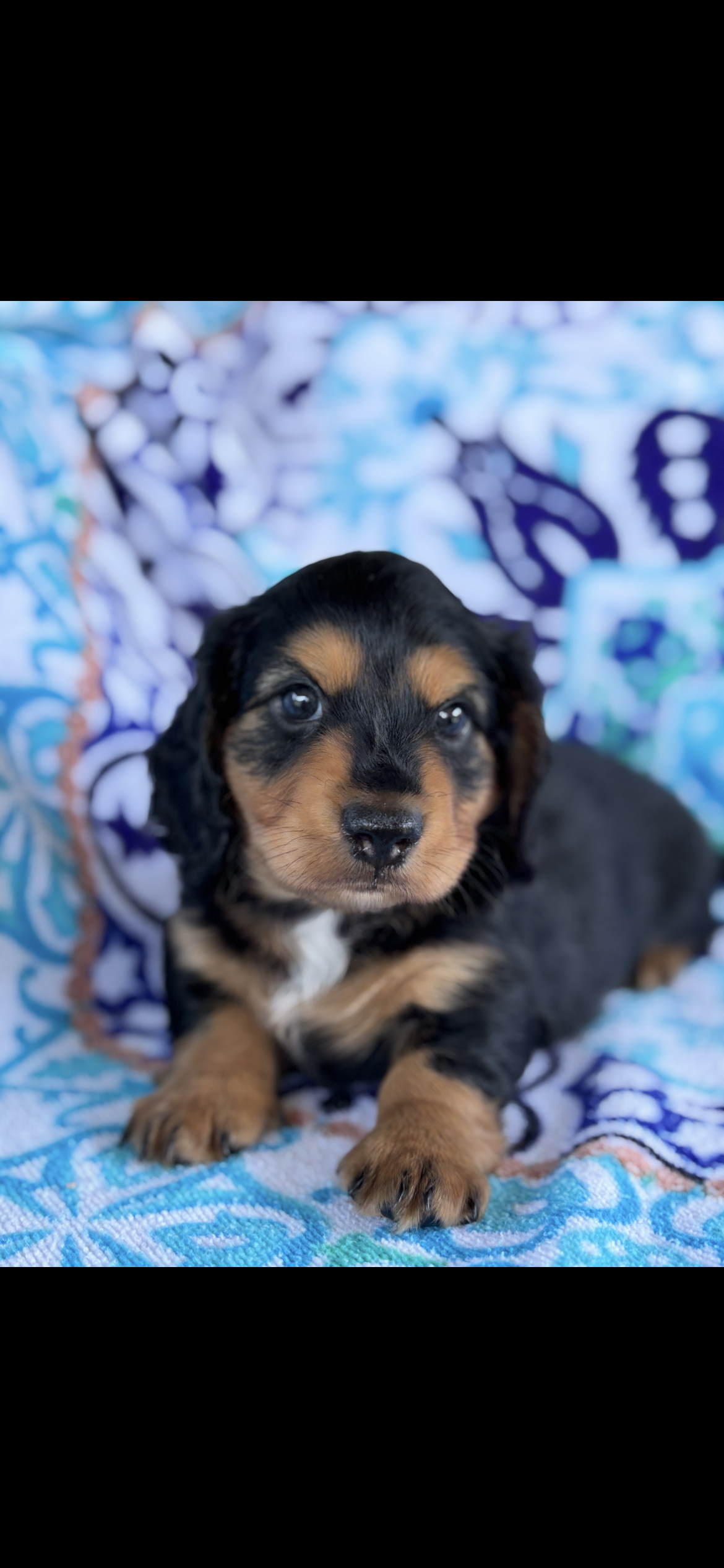 Longhaired black and tan male mini dachshund 